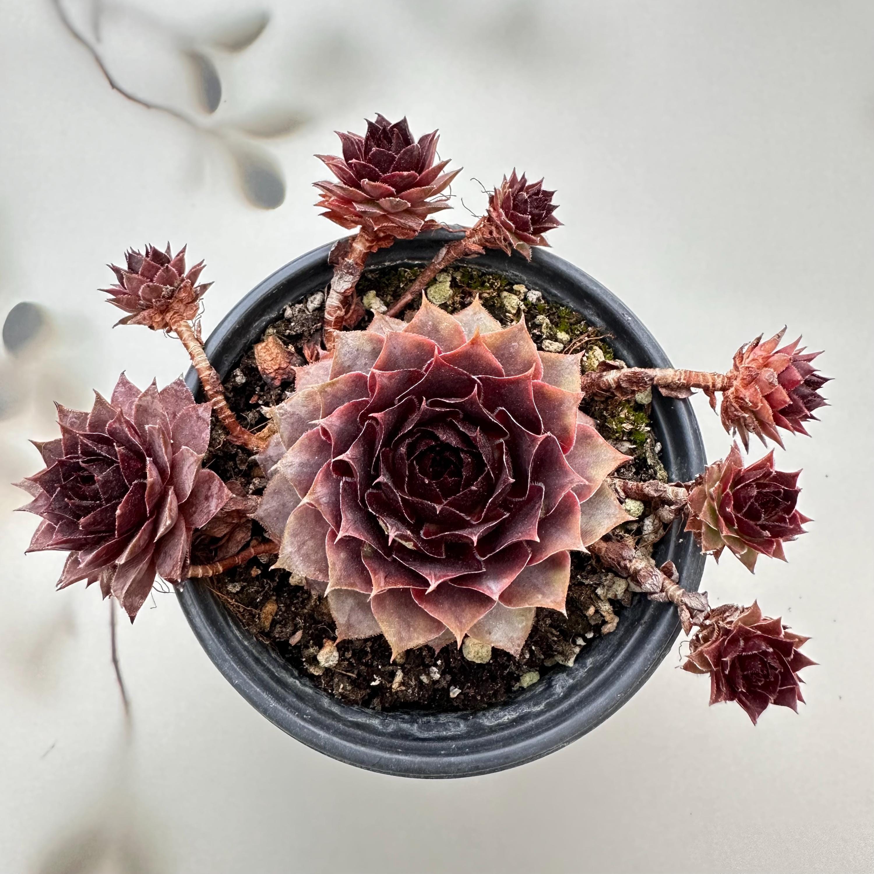 Sempervivum chick charms - Etsy 日本