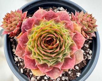 3.5" Live Sempervivum 'Patrician', Rare Colorful Hardy Easy Care Succulent Plants