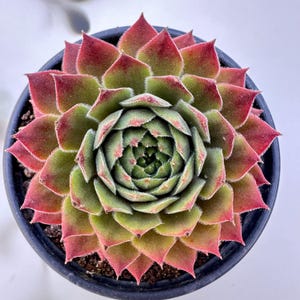 3.5" Live Sempervivum 'Orange Button‘, Rare Colorful Hardy Easy Care Succulent Plants