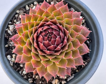 2.3" Live Sempervivum 'Havendijks Brunette‘, Rare Colorful Hardy Easy Care Succulent Plants