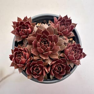 3" Live Sempervivum 'Devil's Food‘, Rare Colorful Hardy Easy Care Succulent Plants