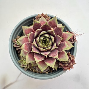 3" Live Sempervivum 'Blaues Blut‘, Rare Colorful Hardy Easy Care Succulent Plants