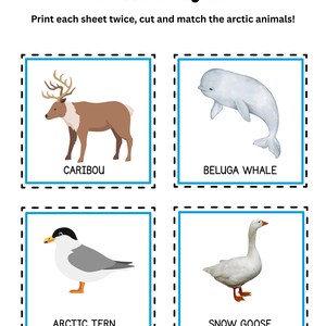 May include: A printable Arctic Matching Game featuring illustrations of arctic animals: a caribou, beluga whale, arctic tern, and snow goose. The game instructions are printed at the top of the image.