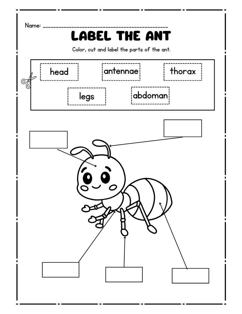 Insects and Bugs Activity Worksheet Packet: Preschool & Kindergarten ...