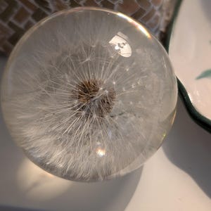 Peut inclure: Un presse-papier en verre transparent contenant une tête de graines de pissenlit. La tête de graine est brune et entourée de délicates graines blanches. Le presse-papier est rond et repose sur une surface blanche, avec un panier tressé en arrière-plan.