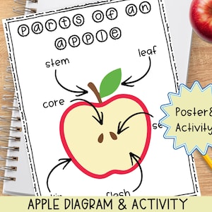 Op de afbeelding: Een educatief diagram getiteld Parts of an apple met een dwarsdoorsnede van een appel met labels voor de steel, het blad, het klokhuis, de zaden, de schil en het vruchtvlees. Een lichtgele ster bevat de tekst Poster & Activity.