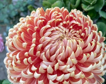 Rare Chrysanthemum-River City in 4-inch pot