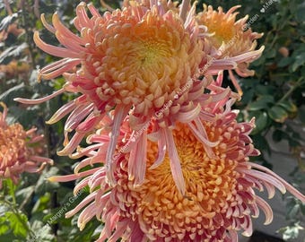 Rare Chrysanthemum-Evening Glow in 4-inch pot