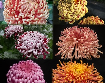 Sélections rares de chrysanthèmes 1