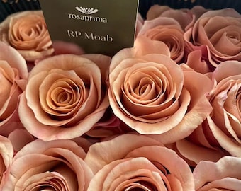 RP Moab 莫泊 florist rose plant in 4-inch pot