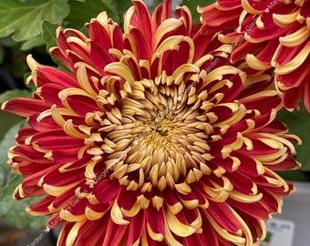 Rare Chrysanthemum-Golden back Red金背红 in 4-inch pot