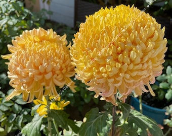 Rare Chrysanthemum-Champagne Beauty in 4-inch pot