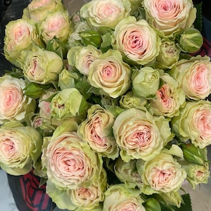 Spray rose plant Fibonacci Yantra (Green&Pink) in 4-in pot