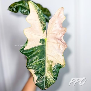 Alocasia Pink Pseudo Sanderiana — CORM ONLY