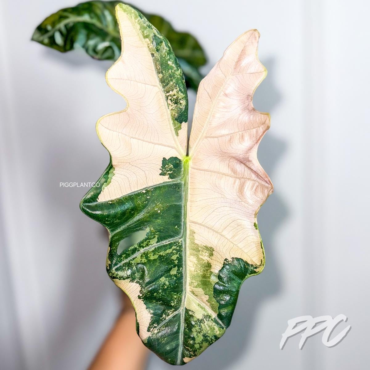 Alocasia serendipity variegated - Etsy 日本