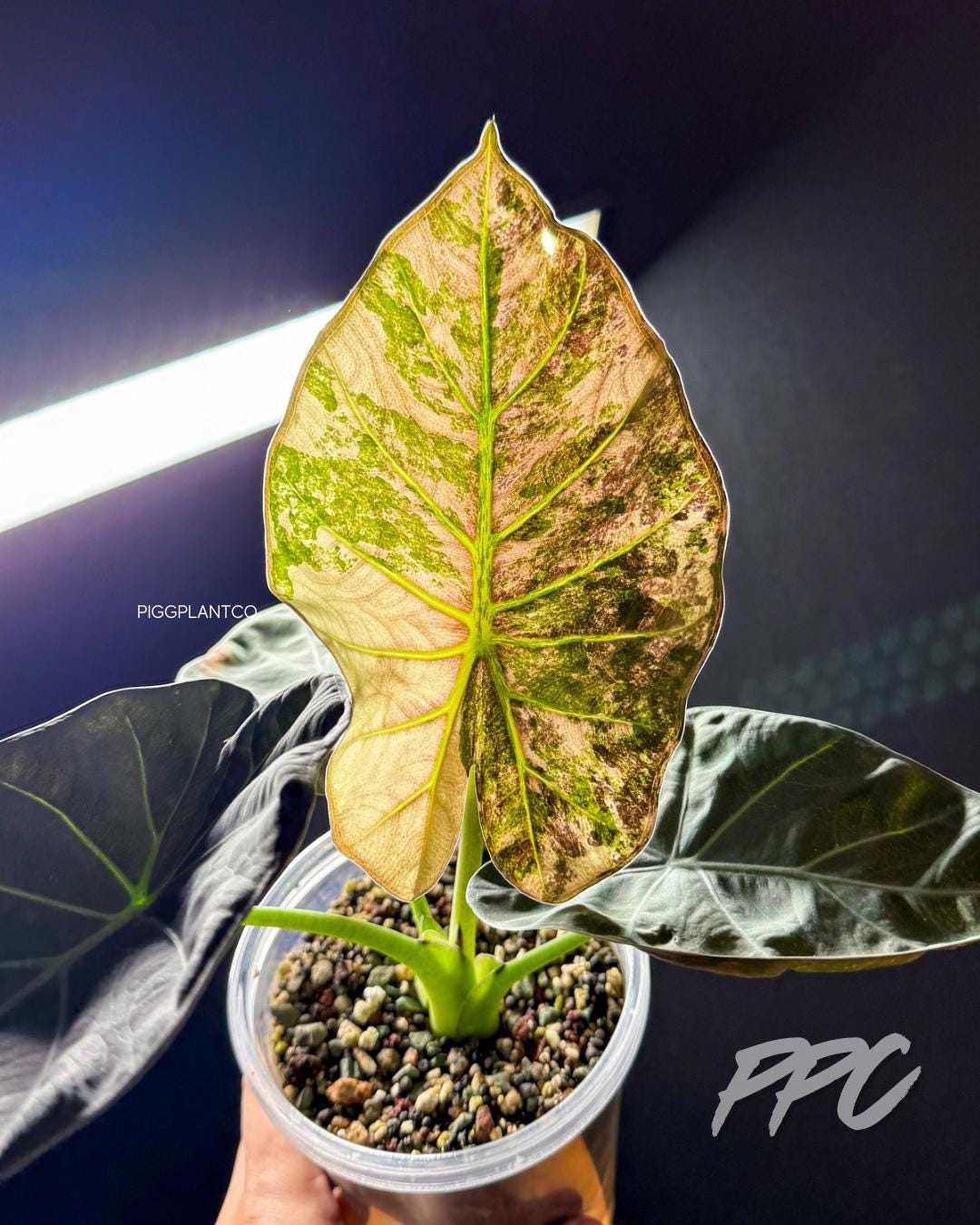 Alocasia regal shields - Etsy 日本