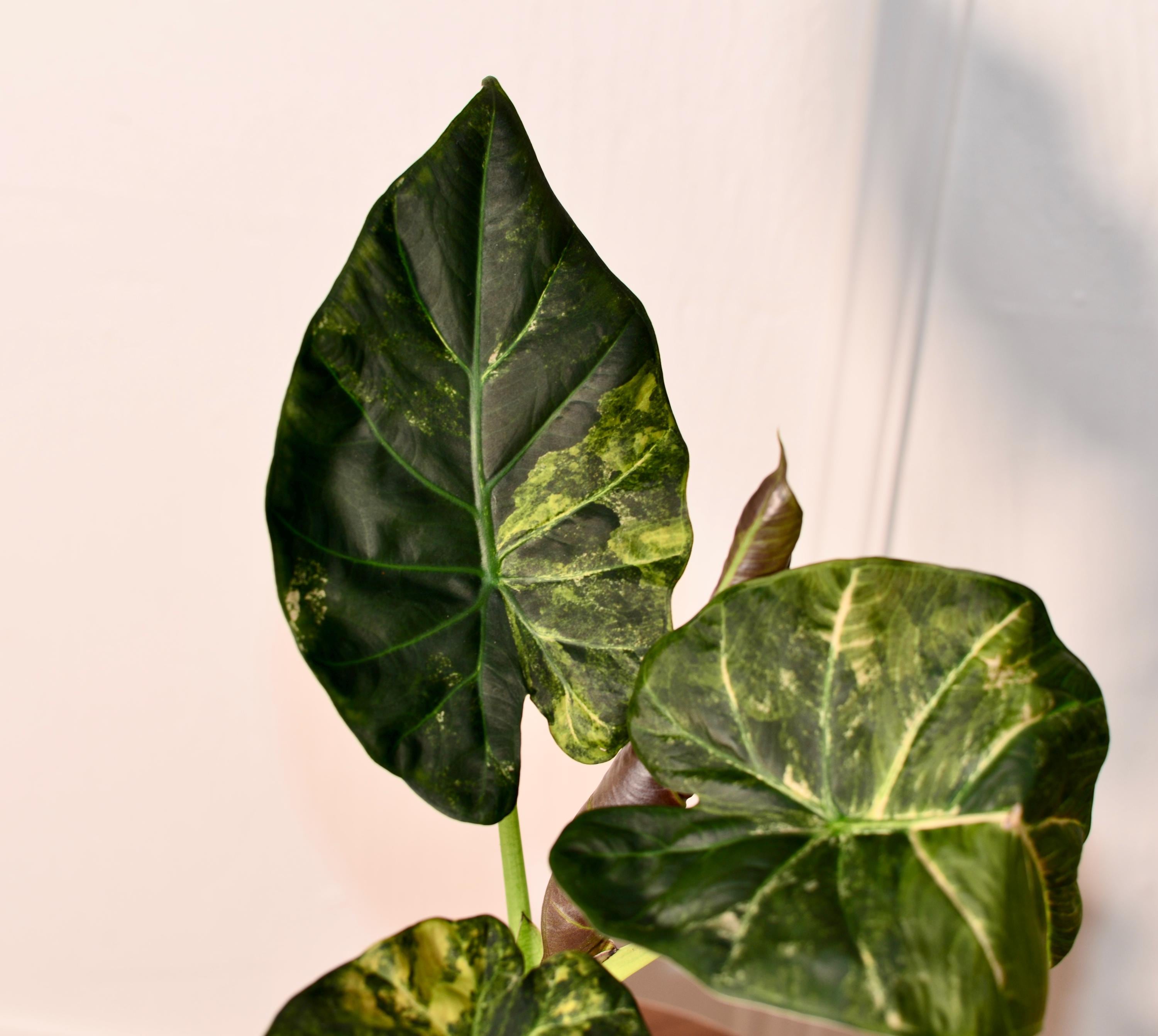 Alocasia regal shields - Etsy 日本