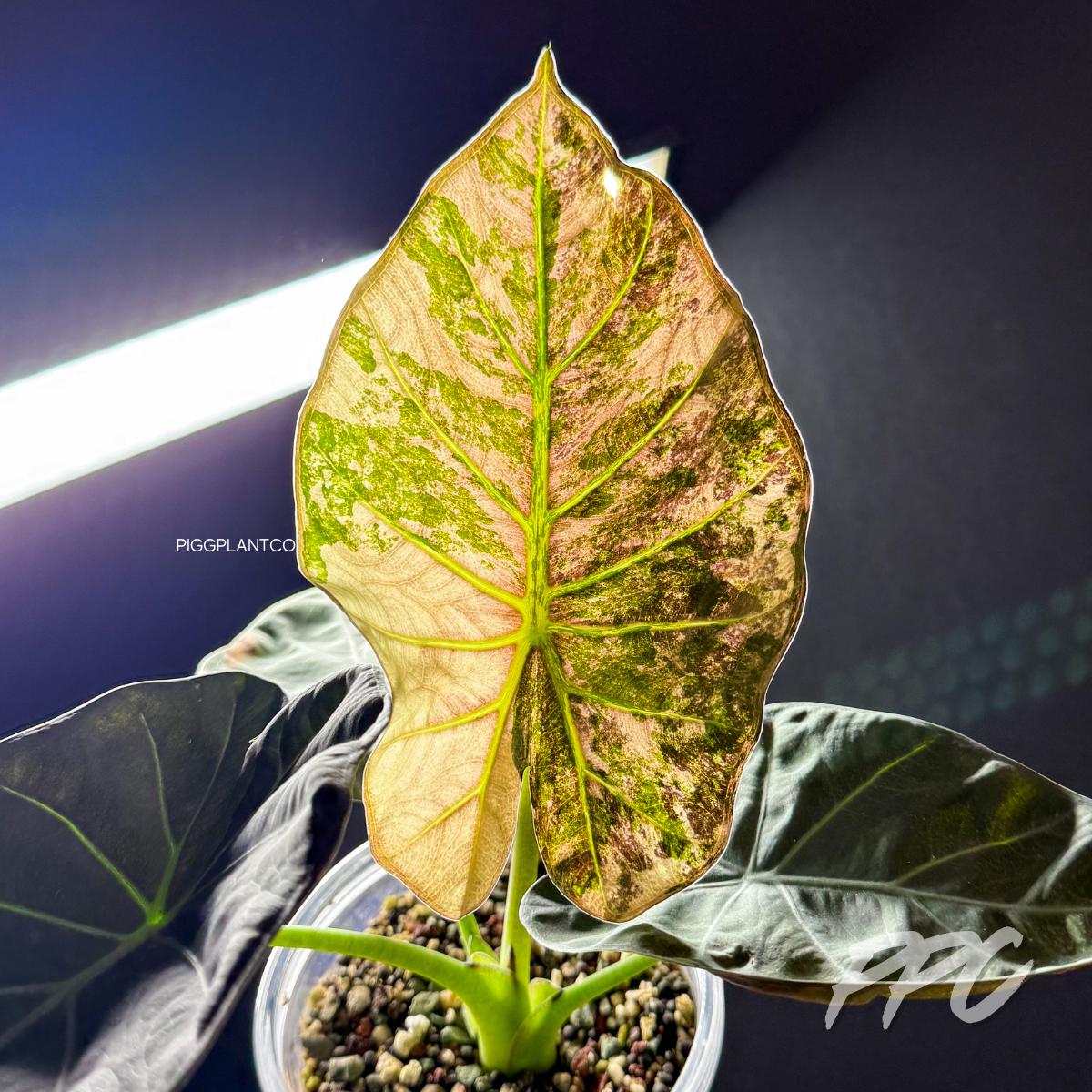 Alocasia regal shields - Etsy 日本