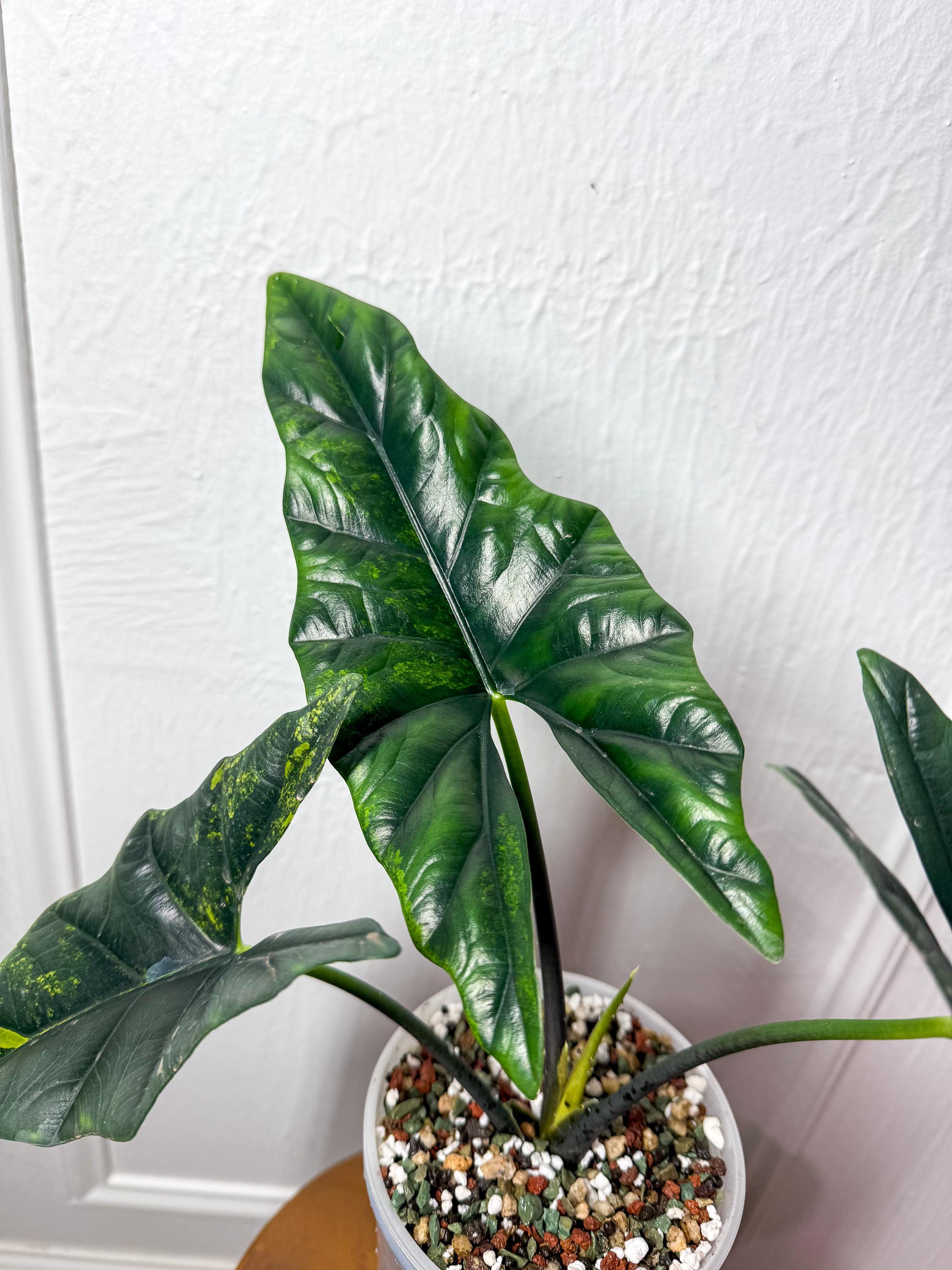 Alocasia Longiloba Albo - Etsy