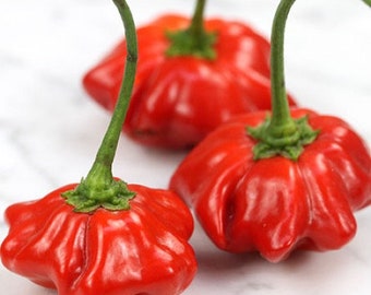 Brazilian Starfish Pepper Seeds