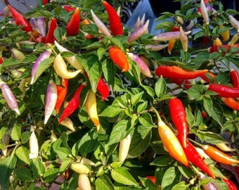 Aji Omnicolor Pepper Seeds