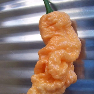 Peach Ghost Pepper Seeds