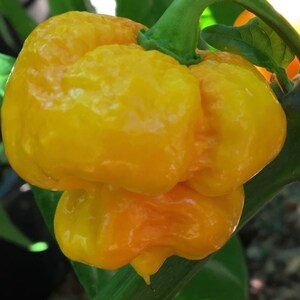 Yellow Butch T Trinidad Scorpion Pepper Seeds