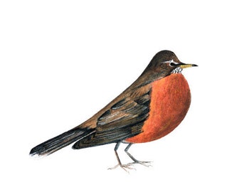 American robin art print/watercolor bird poster/robin giclée nature print