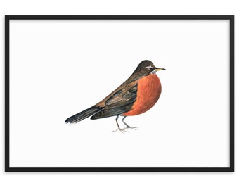 Framed American robin art print/watercolor bird poster/robin giclée nature print