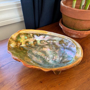 Peut inclure: Un bol en coquille d'ormeau irisée avec un intérieur nacré et une surface texturée multicolore. Le bol a une forme naturelle et organique et repose sur une surface en bois. La coquille mesure environ 20 cm de long.
