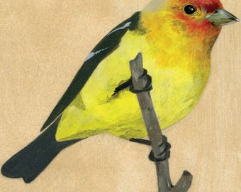 Reproduction of original "Western Tanager" painting
