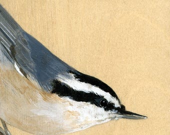 Reproduction of original "Nuthatch" painting