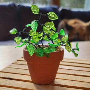 May include: A small terracotta plant pot with a decorative plant. The plant has bright green, translucent leaves and black stems. The pot sits on a wooden slatted surface.