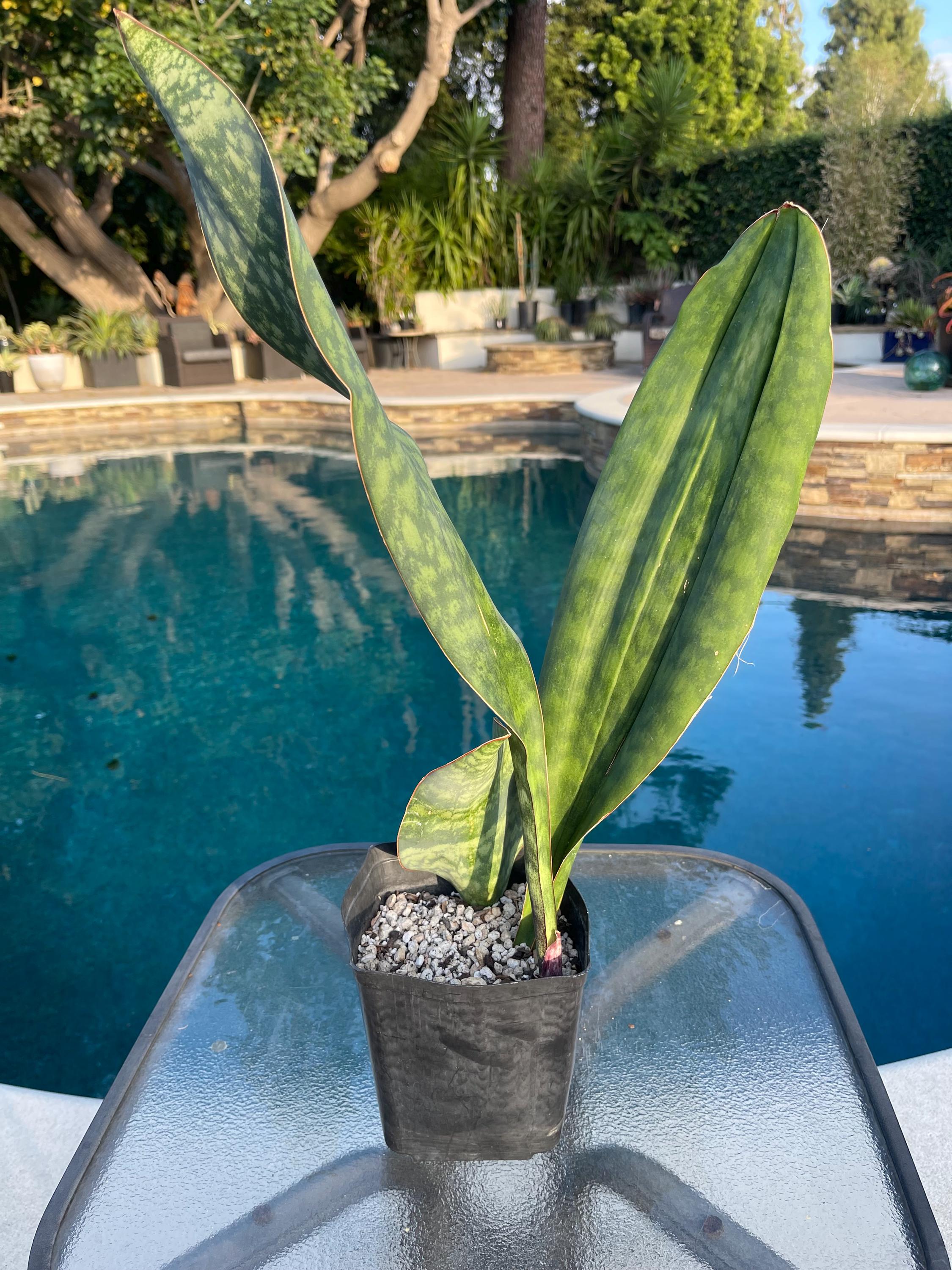 Sansevieria masoniana - Etsy 日本