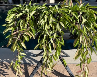 Hoya Wayetti Variegated tricolor 6 in Pot