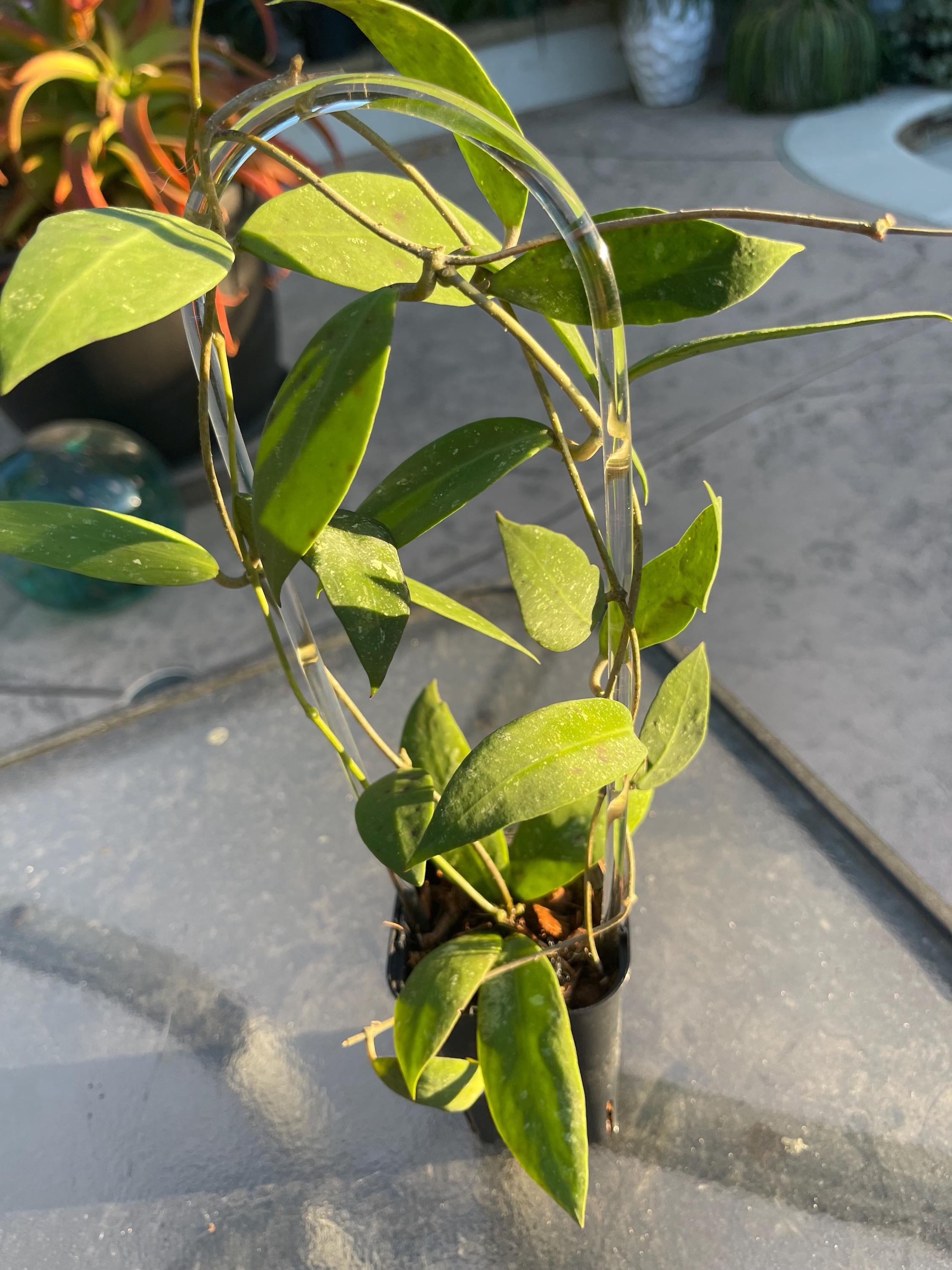 Hoya Hypolasia - Etsy