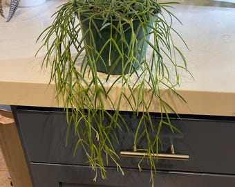 Hoya Linearis en maceta de 15 cm