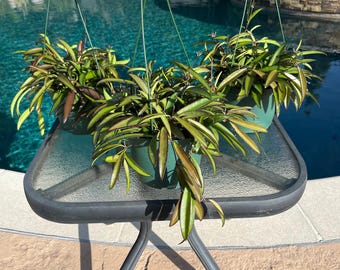 Hoya wayetii 'Lori Lyn', Newly Introduced Hoya Variety, Rooted