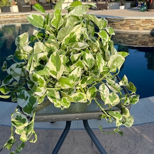 Pothos N'Joy Plant 6in pot