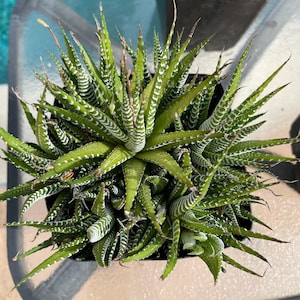 Może przedstawiać: Biały ceramiczny kubek z czarnym uchwytem i napisem "But First, Coffee" pogrubioną, czarną czcionką. Kubek jest ustawiony na rozmytym tle, sugerującym przytulne otoczenie.