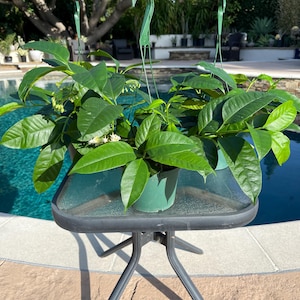 May include: Two potted plants with vibrant green leaves and small white flowers sit on a small glass-topped table with a dark metal frame. The plants are suspended by green metal hangers. The table is near a swimming pool.