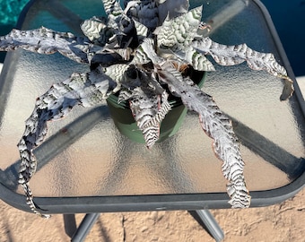 Cryptanthus Absolute Zero x Large