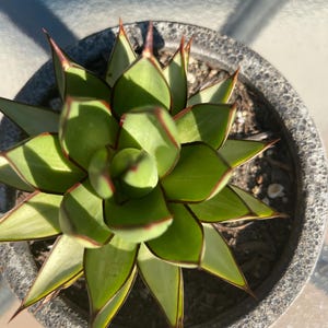 May include: A succulent plant with pointed, light green leaves arranged in a rosette pattern. Each leaf features a distinct dark reddish-brown margin and a sharp, dark tip. The plant is potted in a circular, textured, dark gray container.