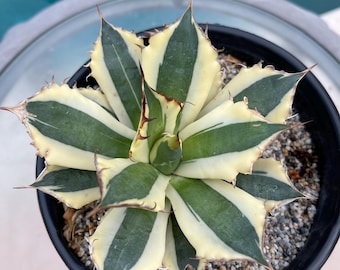 White Margined Leaves - Toumey's Miniature Agave - Adaptable to Pots - 'agave  Toumeyana Bella' - Clumping - Etsy