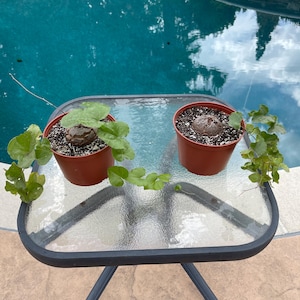 Puede incluir: Dos plantas en macetas con hojas verdes y una base bulbosa están sobre una mesa con tapa de cristal. La mesa tiene un marco de metal negro y está al aire libre cerca de una piscina. El agua de la piscina refleja el cielo.