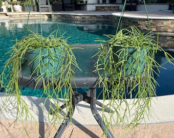 Hoya Linearis en maceta de 15 cm