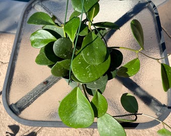Hoya Obovata de 6 pulgadas en maceta