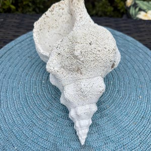 11 inch Florida Horse Conch Shell