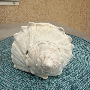 May include: A large, off-white seashell with a spiral design. The shell has a textured surface and is resting on a teal, woven mat. The shell's opening reveals a glimpse of pinkish hues.