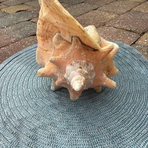 May include: A large, natural conch shell featuring a spiraled, pointed apex and a wide, flared opening. The exterior surface displays a textured, knobby appearance with variegated shades of cream, tan, and soft peach, showcasing organic patterns.